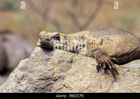 , Chuckwalla Sauromalus ater werden vor allem in ariden Regionen der Südwesten der USA und im nördlichen Mexiko gefunden Stockfoto