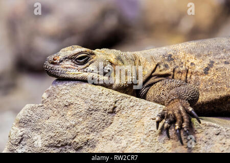 , Chuckwalla Sauromalus ater werden vor allem in ariden Regionen der Südwesten der USA und im nördlichen Mexiko gefunden Stockfoto