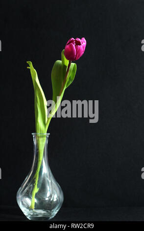 Single, lila Tulpe im Glas Vase, schwarzer Hintergrund, kostenlose Kopie Raum Stockfoto