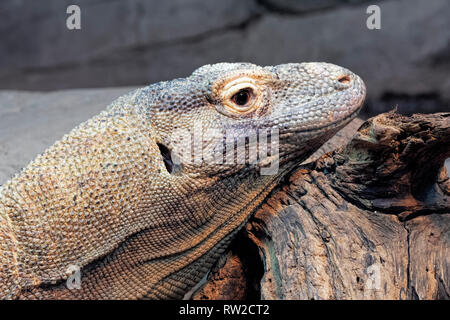 Komodo Dragon, Varanus komodoensis auch Komodo Monitor bekannt, ist eine Pflanzenart aus der Gattung der Eidechse native auf den Indonesischen Inseln Komodo, Rinca, Flores, Stockfoto