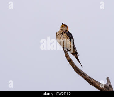 Eine größere Gestreifte Schwalbe singend im Regen, Natal Midlands, Südafrika. Stockfoto