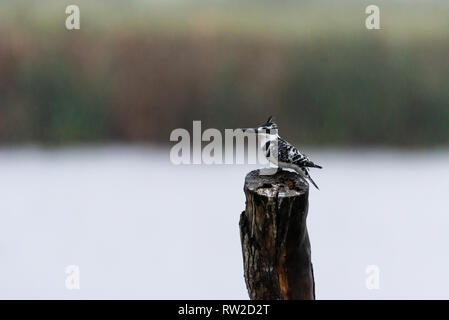 A Pied Kingfisher thront auf einem Baumstumpf im Regen in der Natal Midlands, Südafrika. Stockfoto