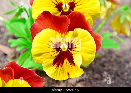 Viola Tricolor Hortensis Blumen Homa Gartenarbeit Pflanzen Foto Stockfoto