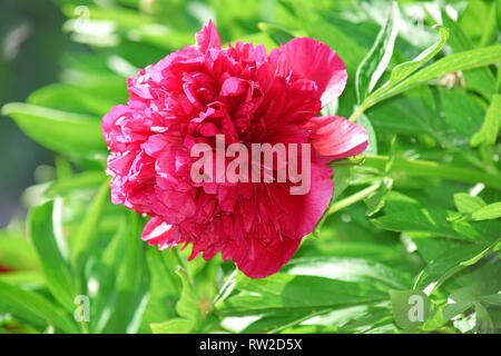 Paeonia lactiflora Blüte Detail Foto Stockfoto