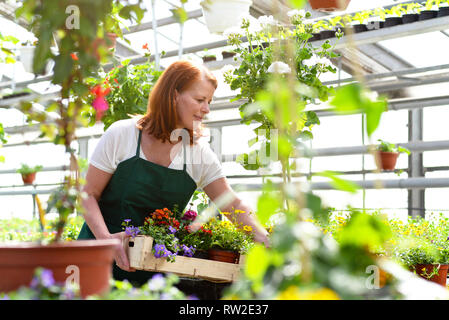 Frau in einem Kindergarten arbeiten - Gewächshaus mit bunten Blumen Stockfoto