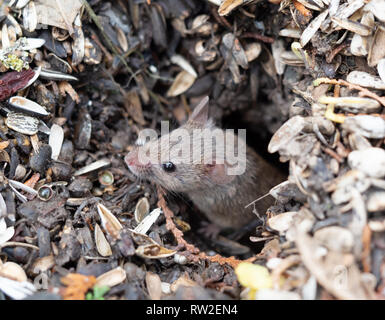 Maus im mauseloch Stockfoto