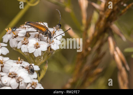 Longhorn Beetle Thetford Forest Norfolk in England. Stockfoto