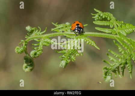 7 Punkt Marienkäfer auf einem grünen Farn. Dies ist die häufigste der Marienkäfer. Larven und Erwachsene ernähren sich von Blattläusen. Stockfoto