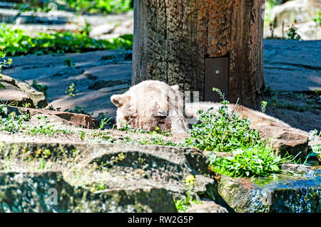 Bären am Berliner Zoo; Bären im Berliner Zoo (Knut und Gianna) Stockfoto