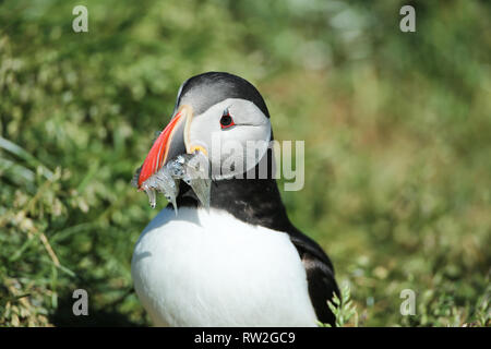 Papageitaucher mit kleinen Fischen Island Stockfoto