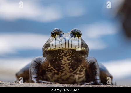 Amerikanische Ochsenfrosch (lithobates catesbeianus) portrait Stockfoto