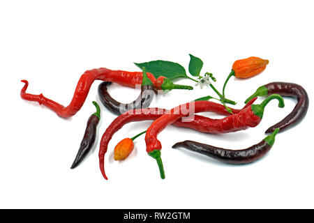 Chili Auswahl mit Blatt und Blüte auf weißem Hintergrund. Stockfoto