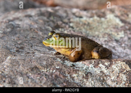 Amerikanische Ochsenfrosch (lithobates catesbeianus) hoch auf einem Felsen Stockfoto