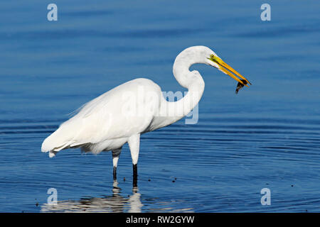 Silberreiher (Ardea alba) mit Fisch im Schnabel Stockfoto