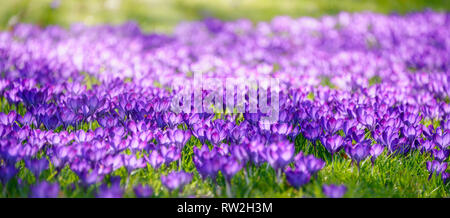 Blühende Wiese in einem Park mit vielen lila blühende Krokusse (Iris Familie) gegen das Licht im frühen Frühjahr, Deutschland Stockfoto