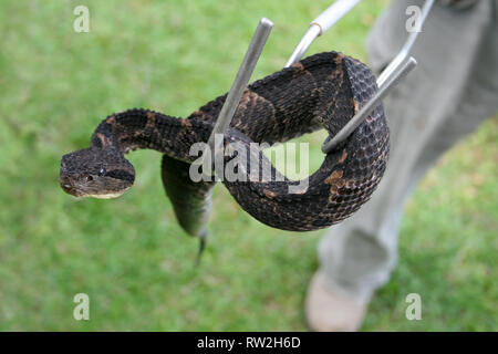 Snake Handler mit melanistic Zentralamerikanischen springen Pitviper Atropoides mexicanus Stockfoto