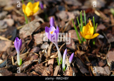 Gelb und lila Krokusse blühen, Nahaufnahme crocus Stockfoto