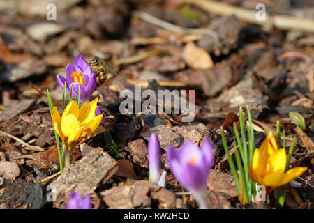 Makro einer Biene mit Pollen Beutel auf krokusse im Frühling Stockfoto