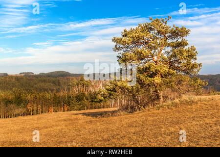 Einsame Kiefer im Vordergrund in einem großen Feld mit getrocknetem Gras am Rande eines Waldes. Sonnigen März in der tschechischen Landschaft. Anfang des Frühlings. Stockfoto