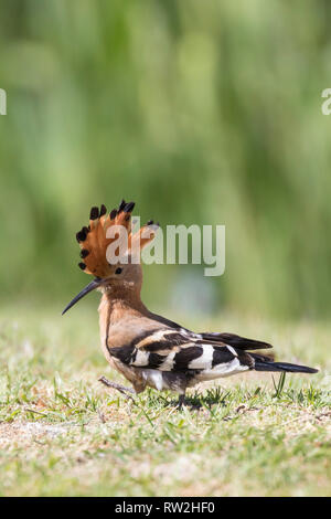 Afrikanischer Wiedehopf (Upupa africana) auf Gras, Western Cape, Südafrika im Sommer. Crest angehoben, alarmiert Stockfoto