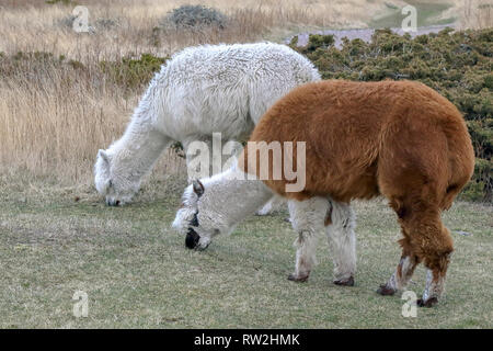 Alpakas auf der Weide Stockfoto