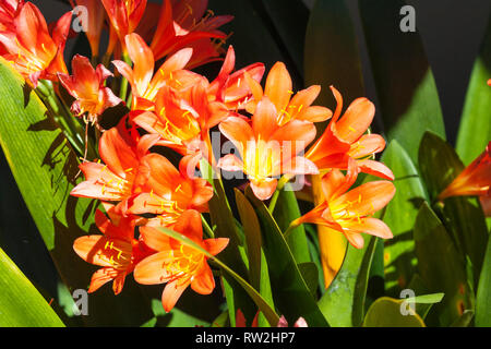 Vivid orange Frühjahr blühende Clivia miniata, Bush Lily, Natal Lily, indigene nach Südafrika. Schließen bis auf Blumen und langen grünen Gurt - wie Blätter Stockfoto