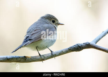 Red-breasted Schopftyrann Stockfoto