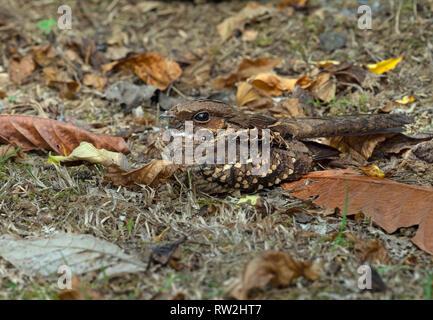 Der düstere Nachtkrug Antrostomus saturatus versteckt sich im Gras Stockfoto