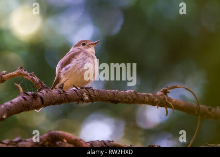 Red-breasted Schopftyrann Stockfoto