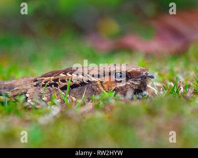 Der düstere Nachtkrug Antrostomus saturatus versteckt sich im Gras Stockfoto