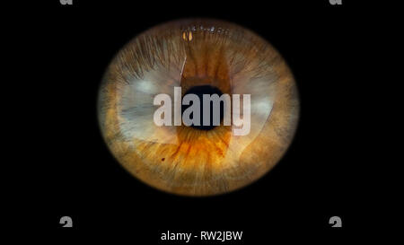 Braun Iris isoliert Stockfoto