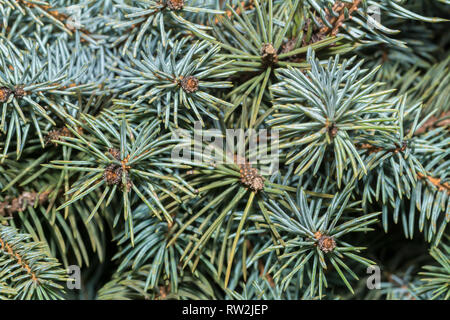 Fir Tree Branches Muster junge Tannen Zweigen Stockfoto