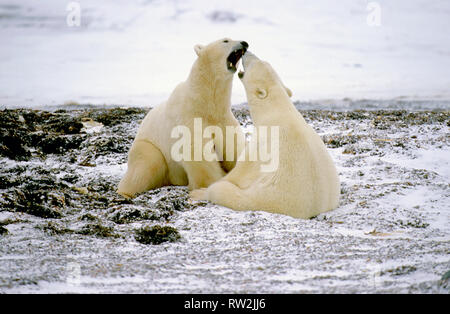 Eisbären (Ursus maritimus) playfighting auf Tundra in der Nähe von Churchill Manitoba können Stockfoto