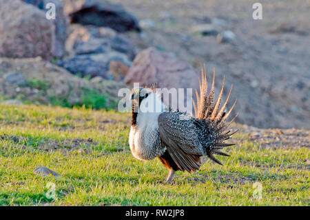 Männliche Sage grouse Anzeige auf Lek im Owyhee County Idaho während der Brutzeit. Stockfoto