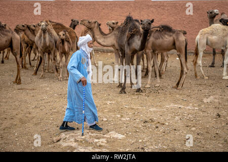 Ein älterer Mann Hirten entlang Gruppen von Kamelen (CAMELUS) an der Guelmim Kamelmarkt, Guelmim Provinz, Marokko. Stockfoto