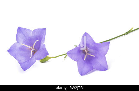 Glockenblumen, isoliert auf weiss. Campanula rotundifolia Stockfoto