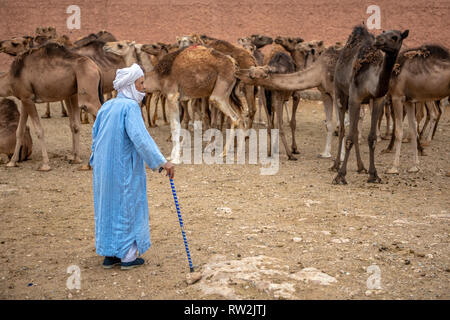 Ein älterer Mann Hirten entlang Gruppen von Kamelen (CAMELUS) an der Guelmim Kamelmarkt, Guelmim Provinz, Marokko. Stockfoto