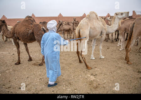 Ein älterer Mann Hirten entlang Gruppen von Kamelen (CAMELUS) an der Guelmim Kamelmarkt, Guelmim Provinz, Marokko. Stockfoto