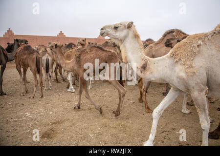 Herden von Kamelen (CAMELUS) vor dem Verkauf an den Guelmim Kamelmarkt, Guelmim, Guelmim Provinz, Marokko. Stockfoto