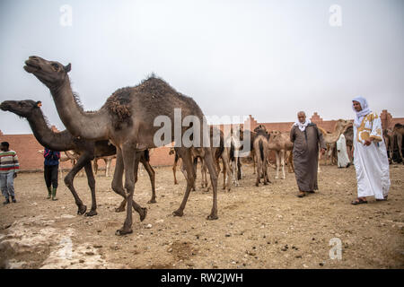 Ein paar Männer gehen herum und eine Vielzahl von Kamelen (CAMELUS) an der Guelmim Kamel Markt prüfen, Guelmim Provinz, Marokko. Stockfoto