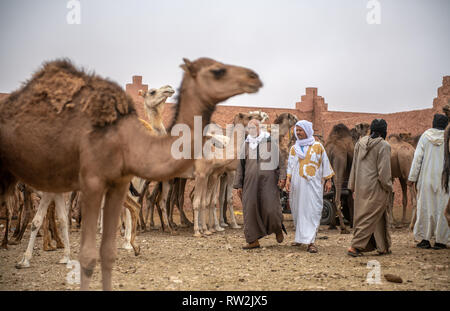 Ein paar Männer gehen herum und eine Vielzahl von Kamelen (CAMELUS) an der Guelmim Kamel Markt prüfen, Guelmim Provinz, Marokko. Stockfoto
