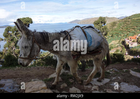 Die grauen Esel auf der Isla del Sol, Bolivien Stockfoto