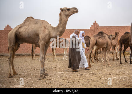 Ein paar Männer gehen herum und eine Vielzahl von Kamelen (CAMELUS) an der Guelmim Kamel Markt prüfen, Guelmim Provinz, Marokko. Stockfoto