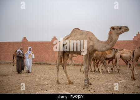 Ein paar Männer gehen herum und eine Vielzahl von Kamelen (CAMELUS) an der Guelmim Kamel Markt prüfen, Guelmim Provinz, Marokko. Stockfoto