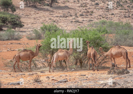Eine Gruppe von Kamelen (CAMELUS) versammeln sich um einen kleinen Baum zu essen, Guelmim, Guelmim Provinz, Marokko. Stockfoto