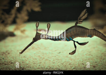 Eine schöne Seadragon, Unterwasser wildlife Stockfoto