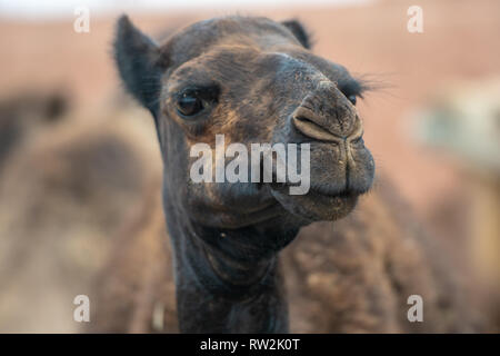 Eine Nahaufnahme eines dunklen Dromedar Kamel (CAMELUS), Guelmim, Guelmim Provinz, Marokko. Stockfoto