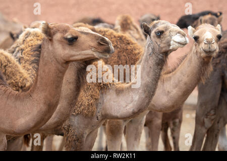 Herden von Kamelen (CAMELUS) vor dem Verkauf an den Guelmim Kamelmarkt, Guelmim, Guelmim Provinz, Marokko. Stockfoto