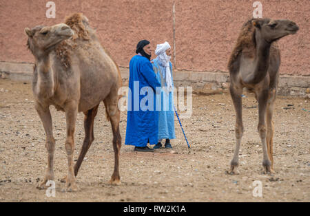 Zwei Männer beobachten und Tauschhandel über Kamele (CAMELUS) für Verkauf an den Guelmim Kamelmarkt, Guelmim, Guelmim Provinz, Marokko. Stockfoto