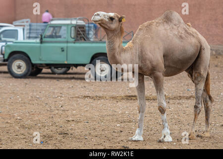 Ein Kamel (CAMELUS) stellt vor einem Land Rover, Guelmim, Guelmim Provinz, Marokko. Stockfoto